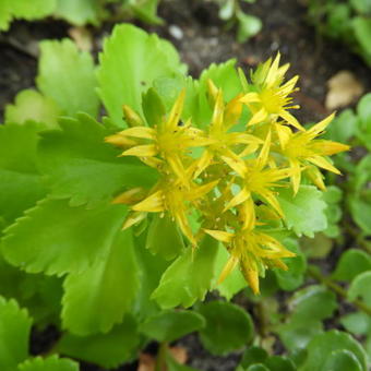 Sedum kamtschaticum 'Golden Carpet'