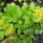 Sedum kamtschaticum 'Golden Carpet' - Russische Muurpeper