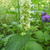 Agastache rugosa f. albiflora 'Alabaster'