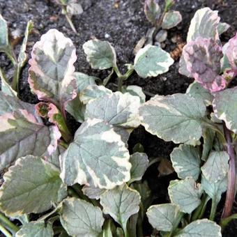 Ajuga reptans 'Burgundy Glow'