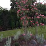 Albizia julibrissin 'Tropical Dream' - Perzische slaapboom