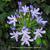 Agapanthus (Funnel group)