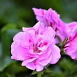 Pelargonium peltatum 'Leopard' - Geranium