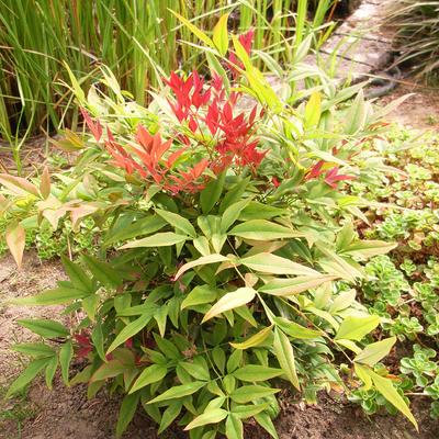 Hemelse bamboe - Nandina domestica 'Seika'