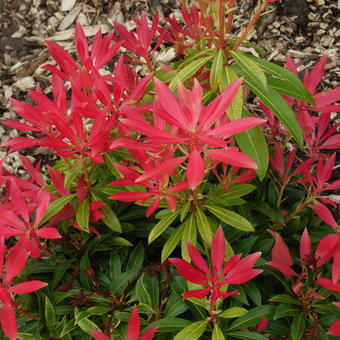 Sedum spurium 'Summer Glory'