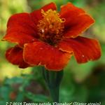 Tagetes patula 'Cinnabar' (Dixter strain) - Afrikaantjes