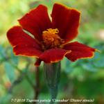 Tagetes patula 'Cinnabar' (Dixter strain) - Afrikaantjes