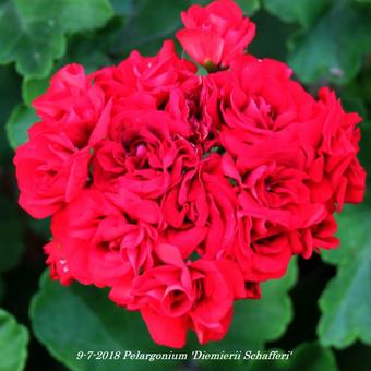 Pelargonium 'Diemierii Schafferi'