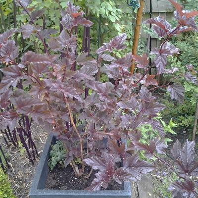 Blaasspirea - Physocarpus opulifolius 'Red Baron'