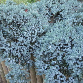 Juniperus squamata 'Blue Star'