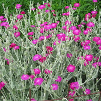 Lychnis coronaria