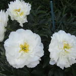 Paeonia lactiflora 'Miss America' - Pioen