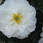 Paeonia lactiflora 'Miss America' - Pioen