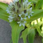 Gentiana tibetica - Tibetaanse gentiaan