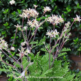 Pelargonium carnosum