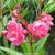 Nerium oleander