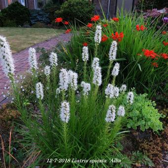 Liatris spicata 'Alba'