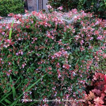 Abelia x grandiflora 'Edward Goucher'