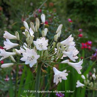 Agapanthus africanus 'Albus'