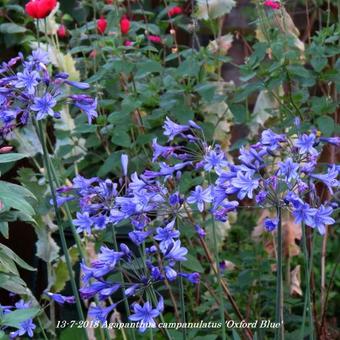 Agapanthus campanulatus 'Oxford Blue'