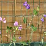 Lathyrus odoratus grandiflorus - Reukerwt