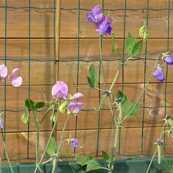 Lathyrus odoratus grandiflorus