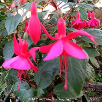 Fuchsia 'Display'