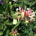 Lonicera japonica 'Red World' - Japanse kamperfoelie