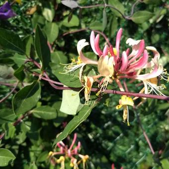 Lonicera japonica 'Red World'