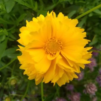 Coreopsis grandiflora 'Badengold'