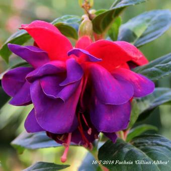 Fuchsia 'Gillian Althea'