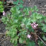 Geranium 'Japfu' - Ooievaarsbek