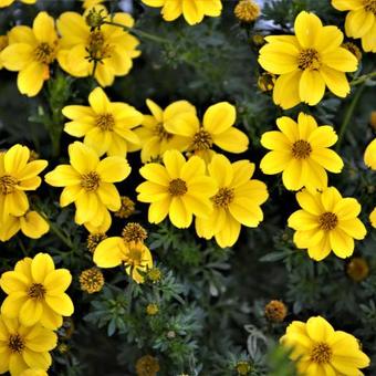 Bidens ferulifolia 'Yellow Sunshine'