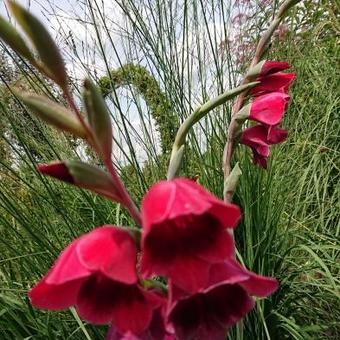 Gladiolus papilio 'Ruby'