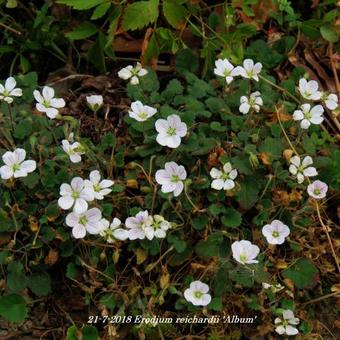 Erodium reichardii 'Album'