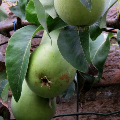 Pereboom - Pyrus communis 'Conference'