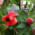 Abutilon x hybridum 'Louis Sasson' - Chinese lantaarn