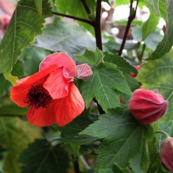 Abutilon x hybridum 'Louis Sasson'