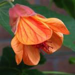 Abutilon 'Tango' - Chinese Lantaarn