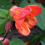 Abutilon 'Tango' - Chinese Lantaarn