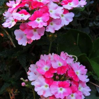 Verbena 'LANAI Twister Cherry Red'