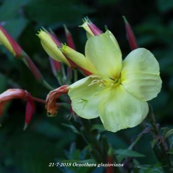 Oenothera glazioviana