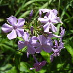 Phlox paniculata 'Cool Best' - Vlambloem/flox