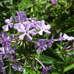 Phlox paniculata 'Cool Best' - Vlambloem/flox