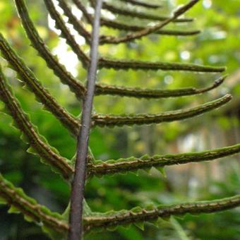 Blechnum spicant