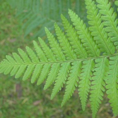 Mannetjesvaren - Dryopteris filix-mas