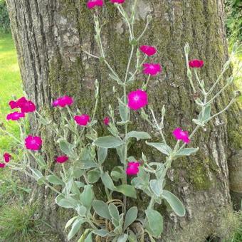 Lychnis coronaria 'Atrosanguinea'