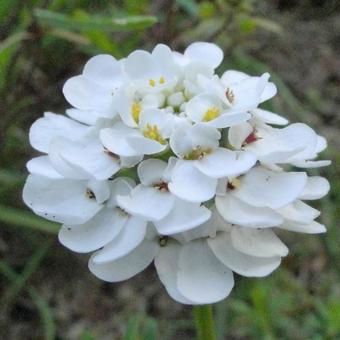 Iberis sempervirens