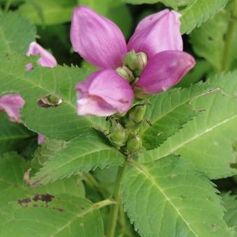 Chelone obliqua