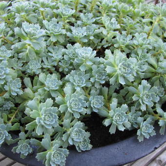 Sedum pachyclados